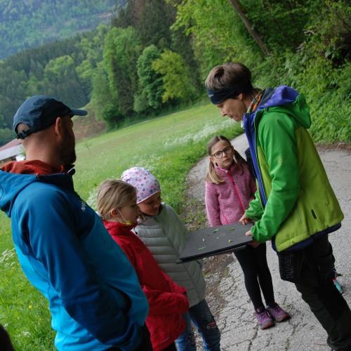 3A Blätter untersuchen
