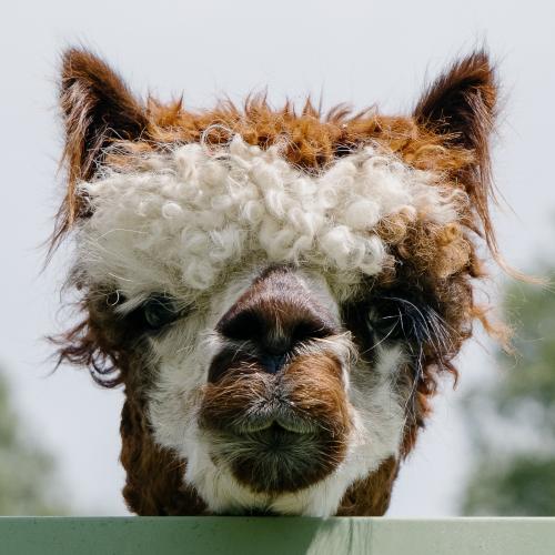 1A Lama oder Alpaka