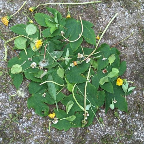 2A Blatt-Mandala